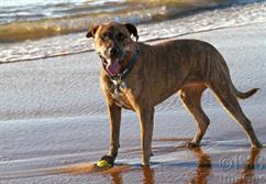 Dog at Beach